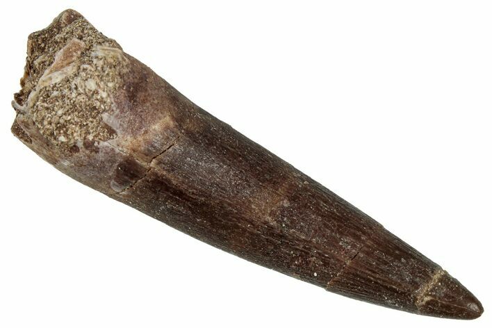 Fossil Plesiosaur (Zarafasaura) Tooth - Morocco #349825